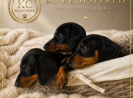 KC Ready to leave miniature dachshunds