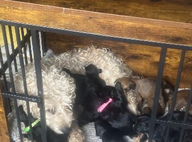 Whoodle puppies for sale