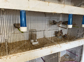Loads of show birds and feeders available