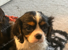 Last few left - Beautiful Cavalier Pups ️