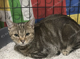 13 month old tabby female
