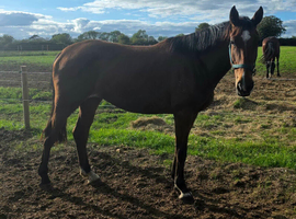 Very well bred Irish Sports Horse mare 3yrs