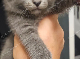 2 grey boys
