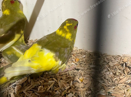 Young baby kakarikis