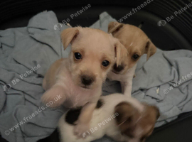 Jack Russell puppies