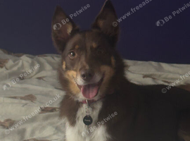 Kelpie/collie cross