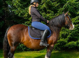 Riding School Cob