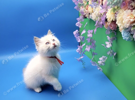 Exceptional GCCF Registered Ragdoll kittens