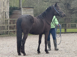 Exceptional New Forest Mare &ndash; Future Prospect