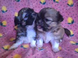 Chihuahua x imperial shihzu