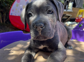 Cane corso