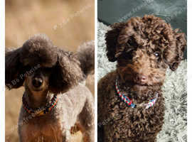 Toy poodle studs