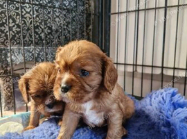 BEAUTIFUL CAVALIER KING CHARLES SPANIEL TREASURES