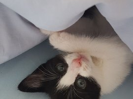 Beautiful 6‑week‑old female kitten