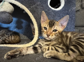 Beautiful Bengal Babies Ready Now