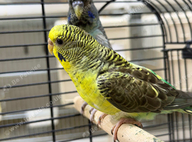 Black wing green female