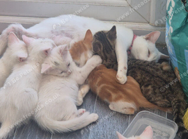 Cute kittens