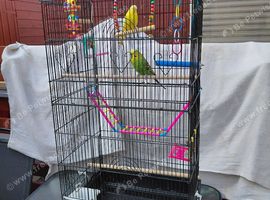 2 beautiful colourful budgies.