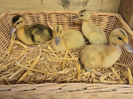 Mini Silver Appleyard ducklings