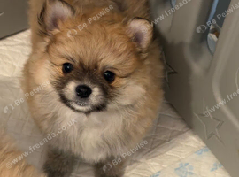 9 week old teddy bear face miniture male pomeranian