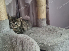 Tabby female
