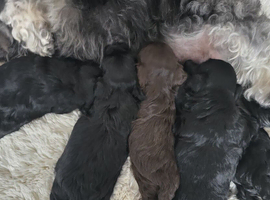 Russkaya Tsvetnaya Bolonka &ndash; the breed of the 21st century