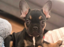 Female French Bulldog