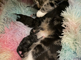 3 ADORABLE MALE KITTENS