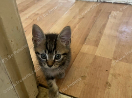3 male kittens