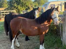 15 month old Welsh cross colt