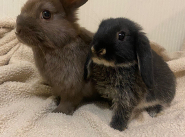 Beautiful litter Available for their Forever Homes