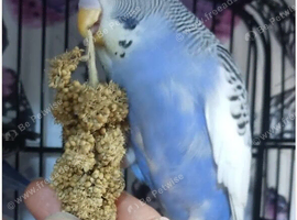 EXOTIC BUDGIES FOR SALE