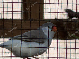 Lovely young pair of Zebra finches