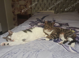 Mother and son cats looking for new home