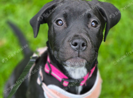 Female puppy