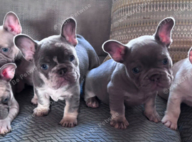 French bulldog puppies for sale