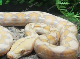 Foulsham Caramel Superdwarf Reticulated Python at Birmingham Reptiles