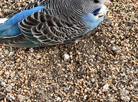 Baby budgies