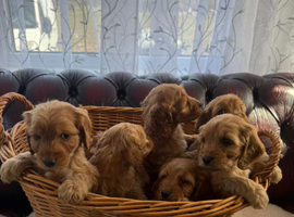 Golden cockapoo puppys