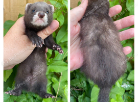 Kits chocolate and angora carriers