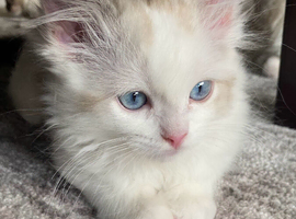 TICA Registered Ragdoll Kittens
