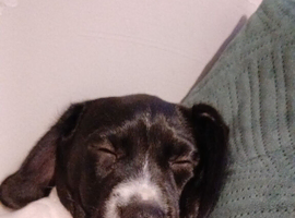 9 week old female springer spaniel
