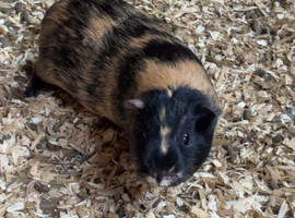 Guinea pigs