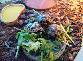 Baby Tortoise Hermann
