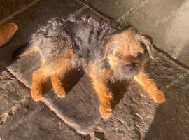 Border terrier stud dog