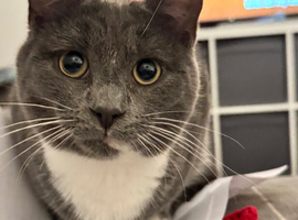 4 male cats to be rehomed