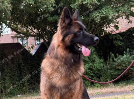 Make German Shepherd Rehome