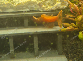 Breeding pair superred bristlenose plecs plus babies and juvies