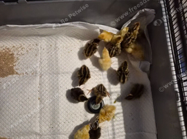 Courtinex quail chicks x 17