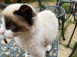 Kitten for sale